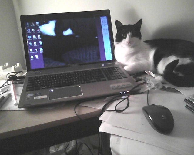 cat sitting next to a laptop