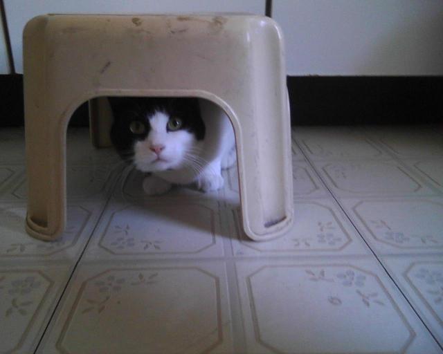 cat under step stool