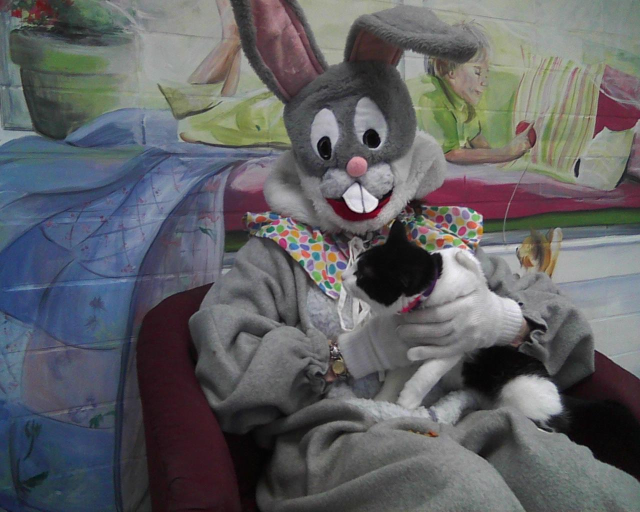 tuxedo cat trying to get down from the lap of the Easter Bunny