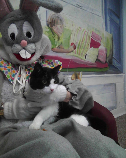 tuxedo cat sitting on the lap of the Easter Bunny