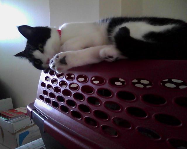 cat on top of cat carrier showing toes