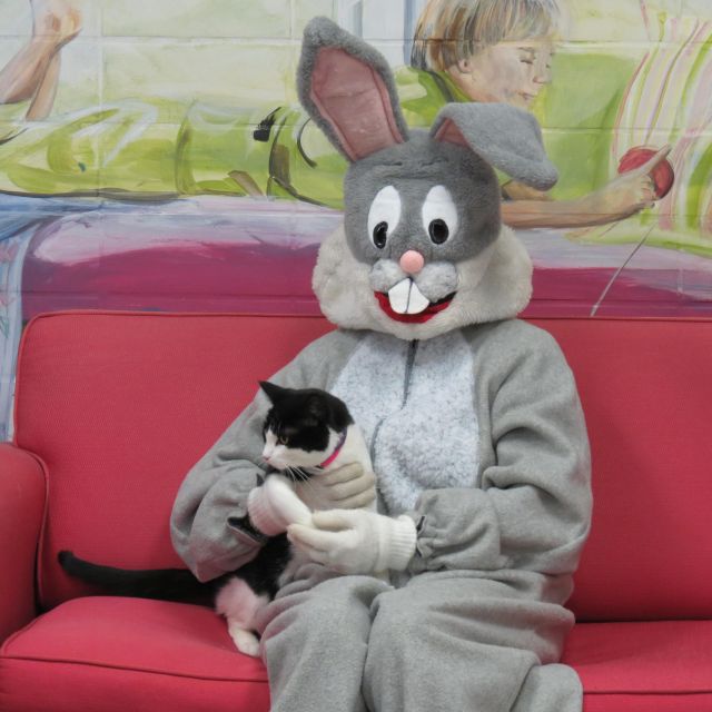 black and white cat with Easter bunny on red couch