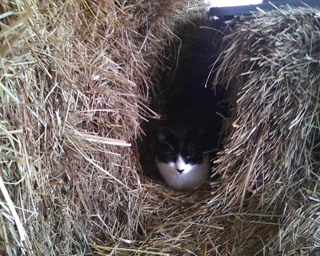 tuxedo cat between hay bales