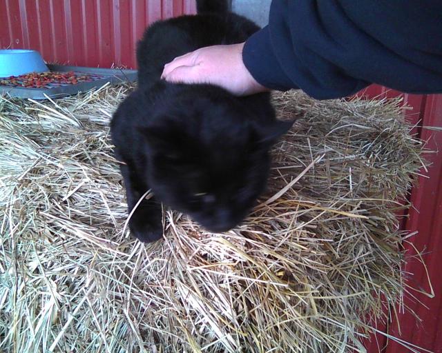 black cat getting petted on square hay bale