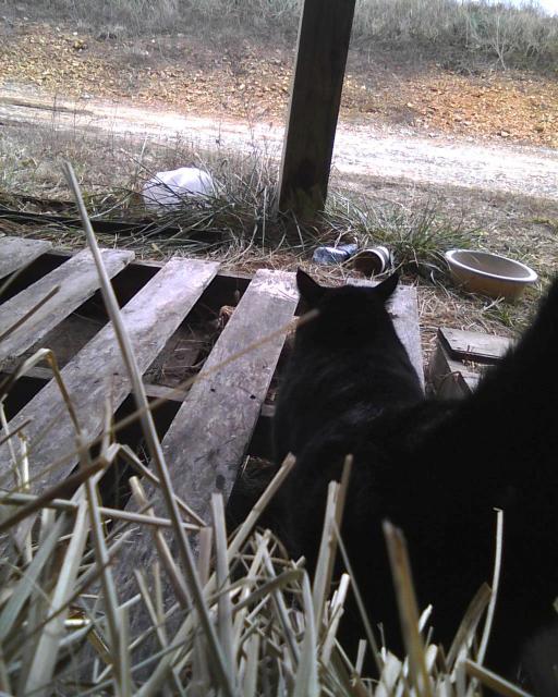 black cat looking away on farm