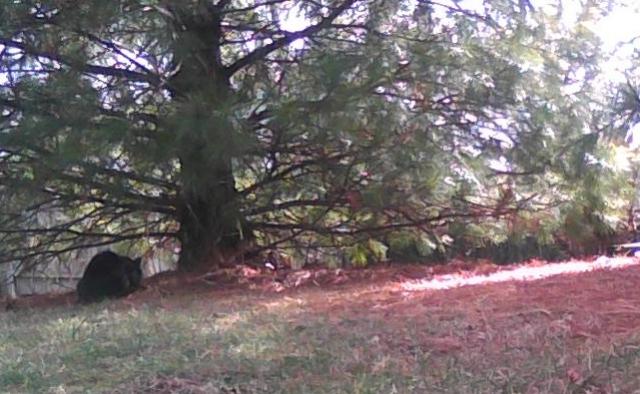 cats under pine tree