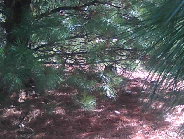 cat under pine tree