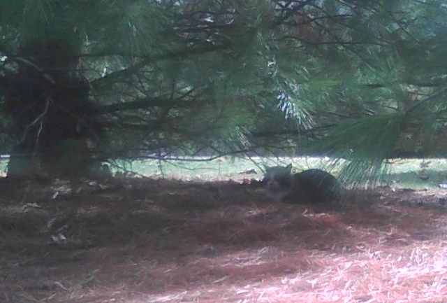 cat under pine tree