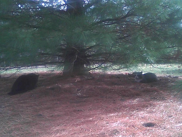 cats under pine tree