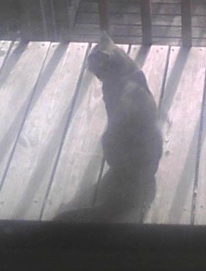 cat on porch