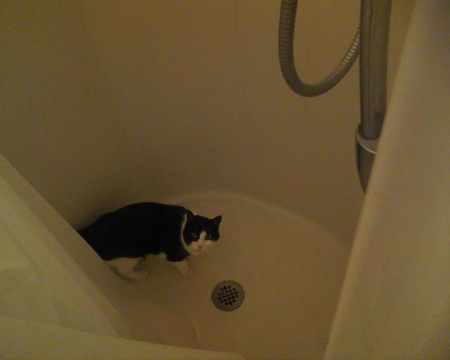 cat in shower