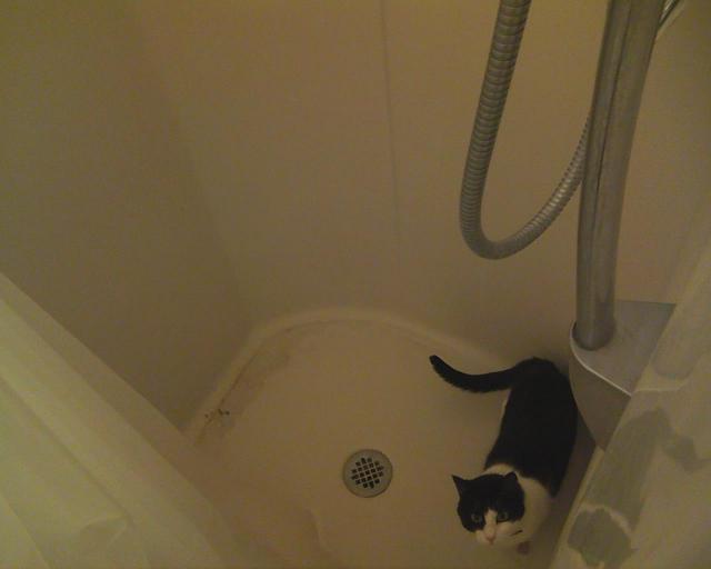 cat in shower