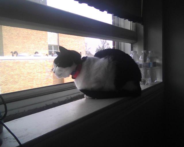 cat looking out a different window