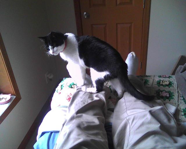 Cat sitting on human's legs on a bed