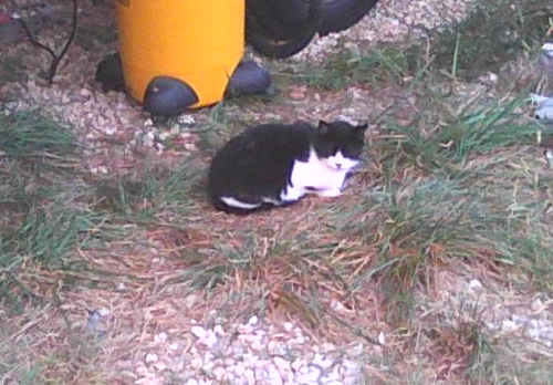 tuxedo cat on farm