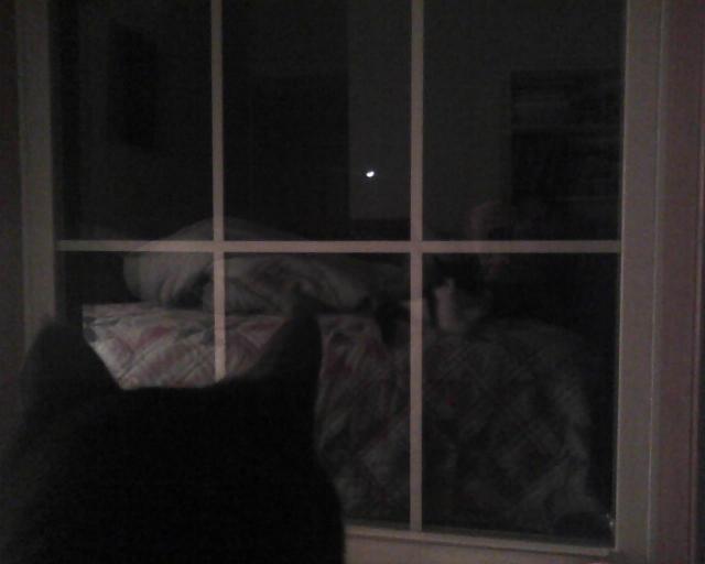 cat looking out window at moon