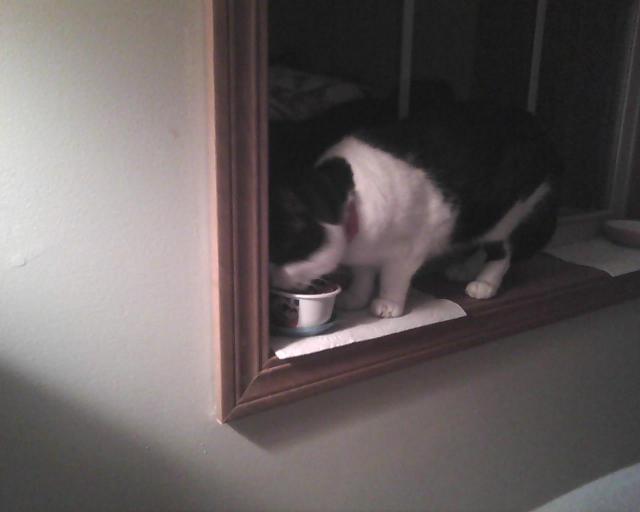 cat eating in windowsill