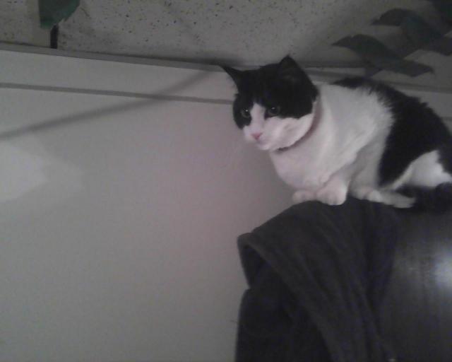 cat on top of a door