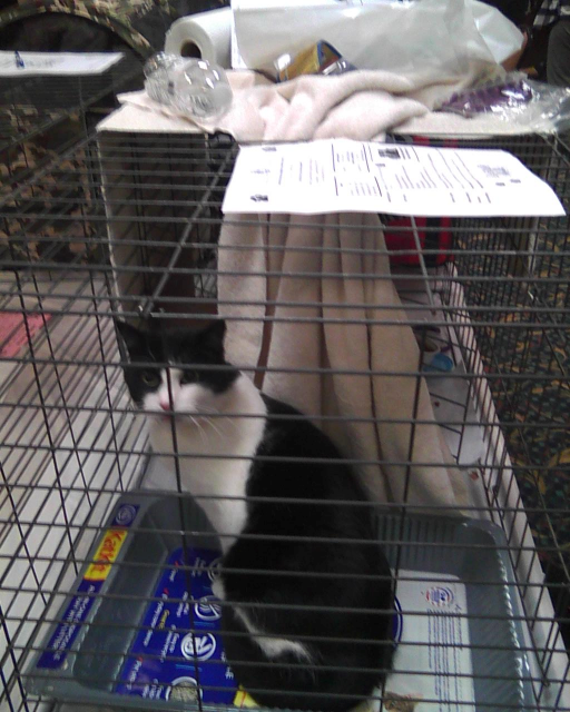 cat sitting in cage