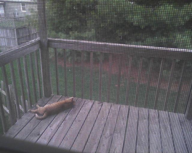 orange cat on balcony