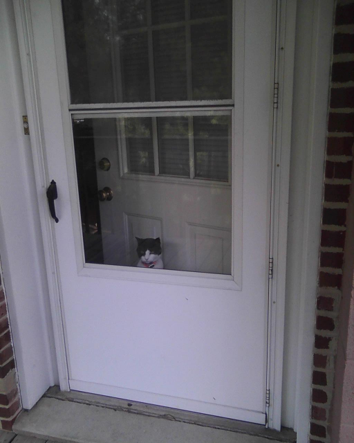 cat looking out screen door
