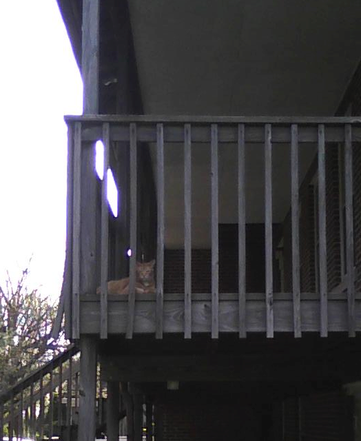 cat on porch