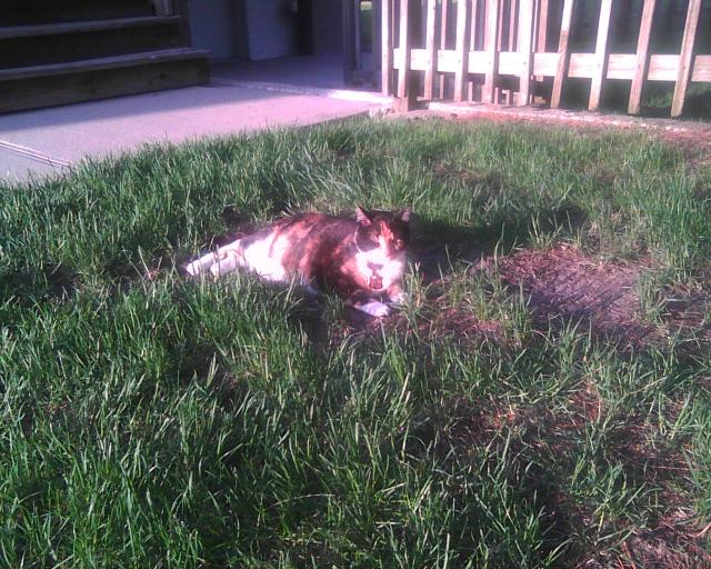 calico cat in grass