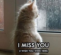 Image result for missing you quote cat