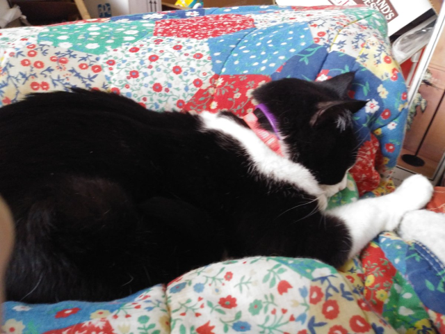 cat sitting on lap on blanket