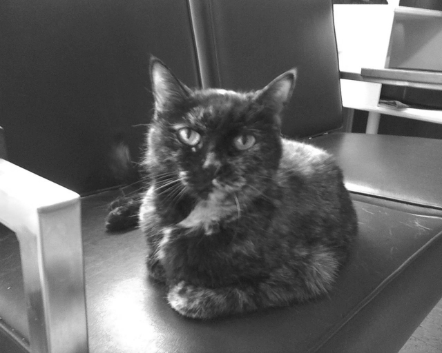 tortie cat in black and white