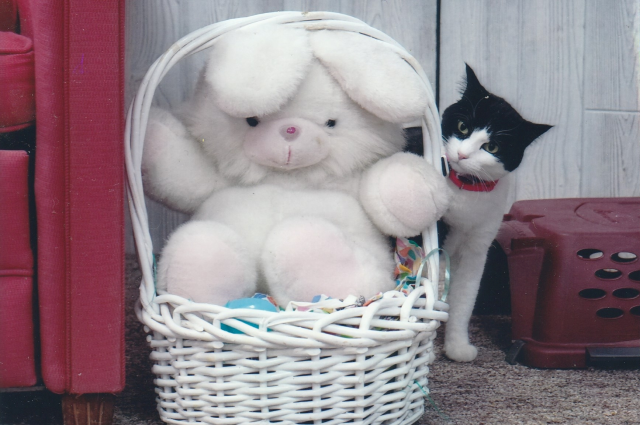 black and white cat with stuffed Easter Bunny