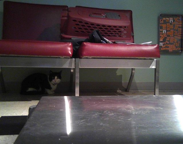 cat hiding under couch in vet clinic