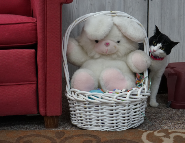 black and white cat with stuffed Easter Bunny