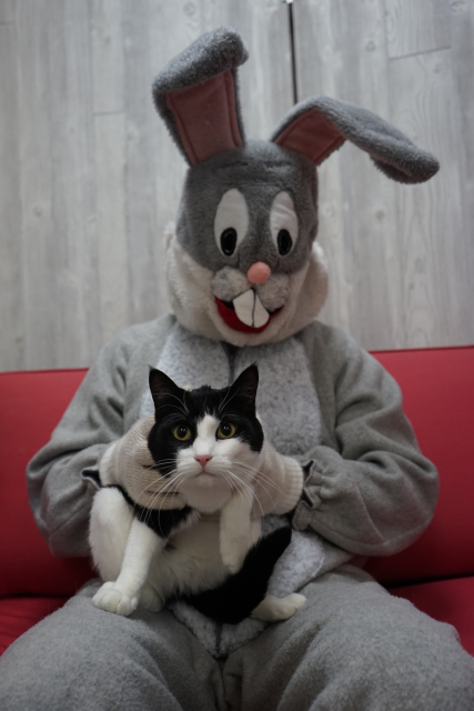 cat sitting on Easter Bunny's lap