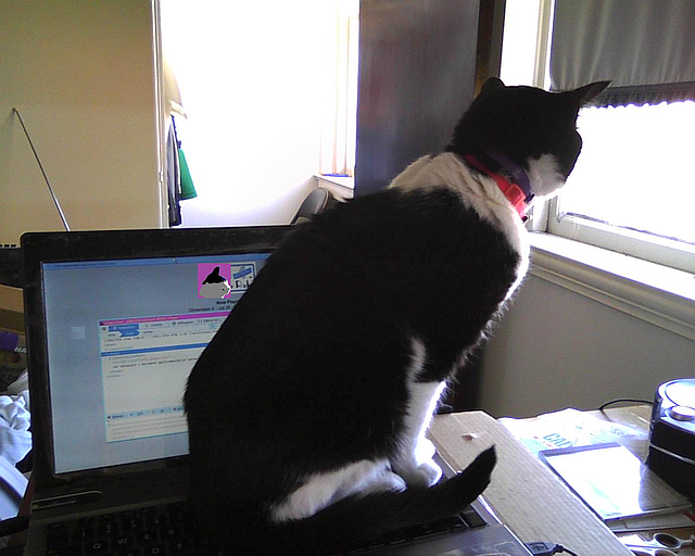 cat sitting on computer