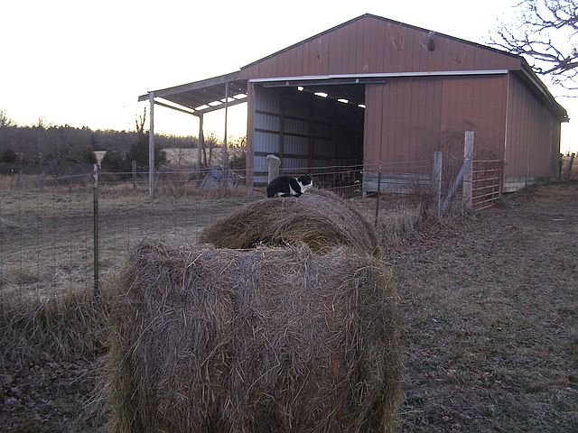 Parker cat on hay bale