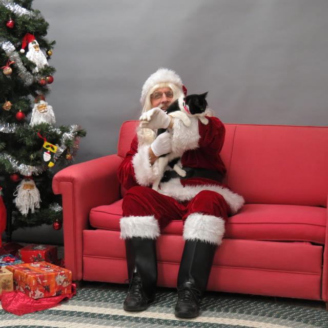 cat with Santa Paws