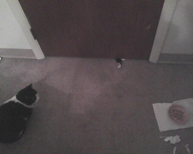 cat puts his paw under door while another cat watches