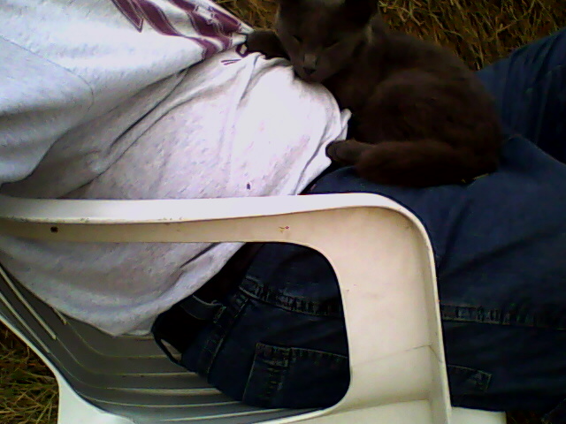 grey cat sleeping on a lap