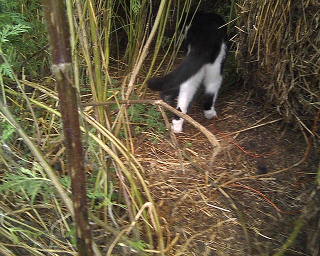 cat with kitten in hay