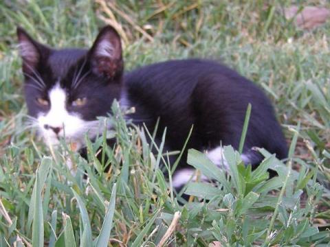 cat in tall grass