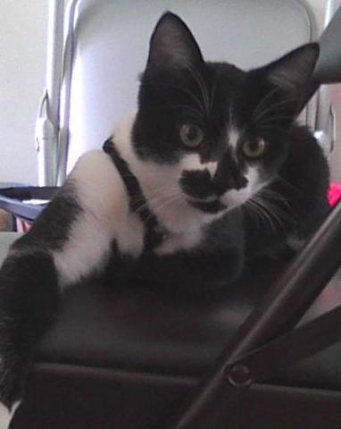 tuxedo kitten on a chair