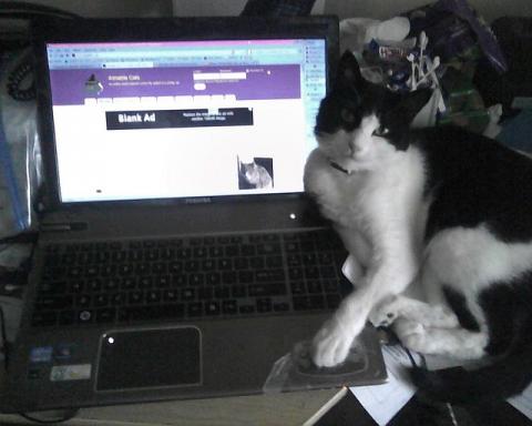 Parker Prettycat next to the computer
