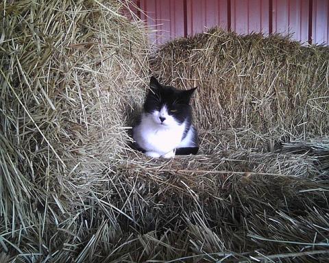 farm cat on square bales of hay