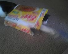 cat in eggo box with blue ball 