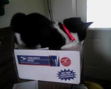 cat in Priority Mail box