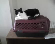 Parker sitting on her cat carrier