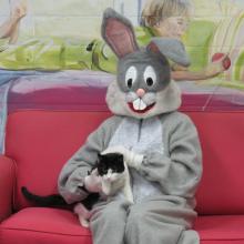 black and white cat with Easter bunny on red couch
