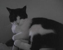 Parker, a tuxedo cat sitting on a box