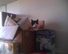cat sitting in box